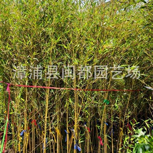 �S���g�����񣨽������ ��� 2.5m  �e��ͥԺ�c�Y�� �F؛���l