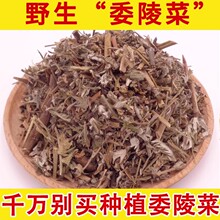 委陵菜野生中药材蛇含草 蛇衔 紫背草 五匹风 五爪龙 委陵菜500克