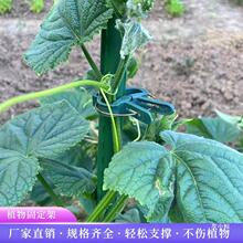 园艺种植爬藤植物支撑杆支架固定夹子番茄夹子黄瓜杆夹西红柿夹子