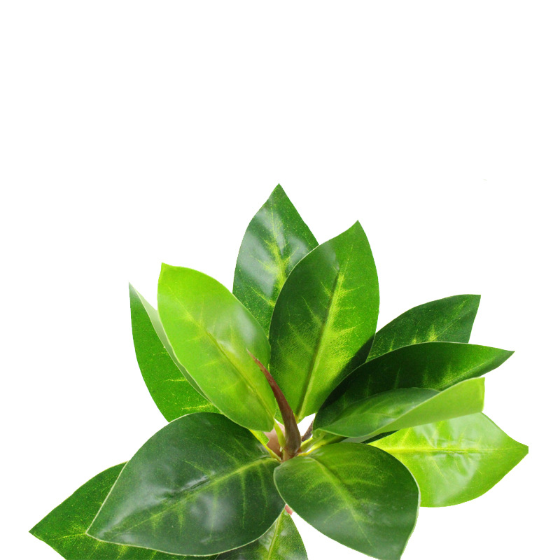 XRB-042 海莲叶单枝24叶3.jpg