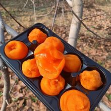 流心爆浆富平流心柿饼 爆甜冰柿鲜食半流心冰淇冰柿包邮甜蜜