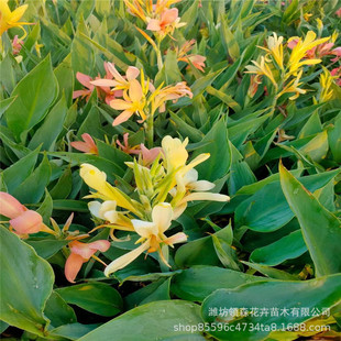 ���˽� ˮ��ֲ���؈@����ľ���^ֲ�� �����ӵ����� ���˽�