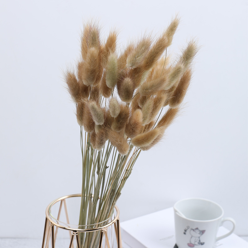 천연 토끼꼬리풀