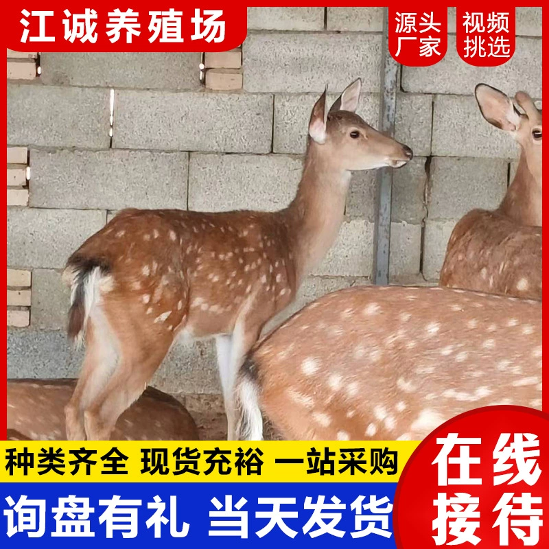 Премиум-качество: домашние сикаи, любимые питомцы — щенки сикаев, живые взрослые сикаи продаются.