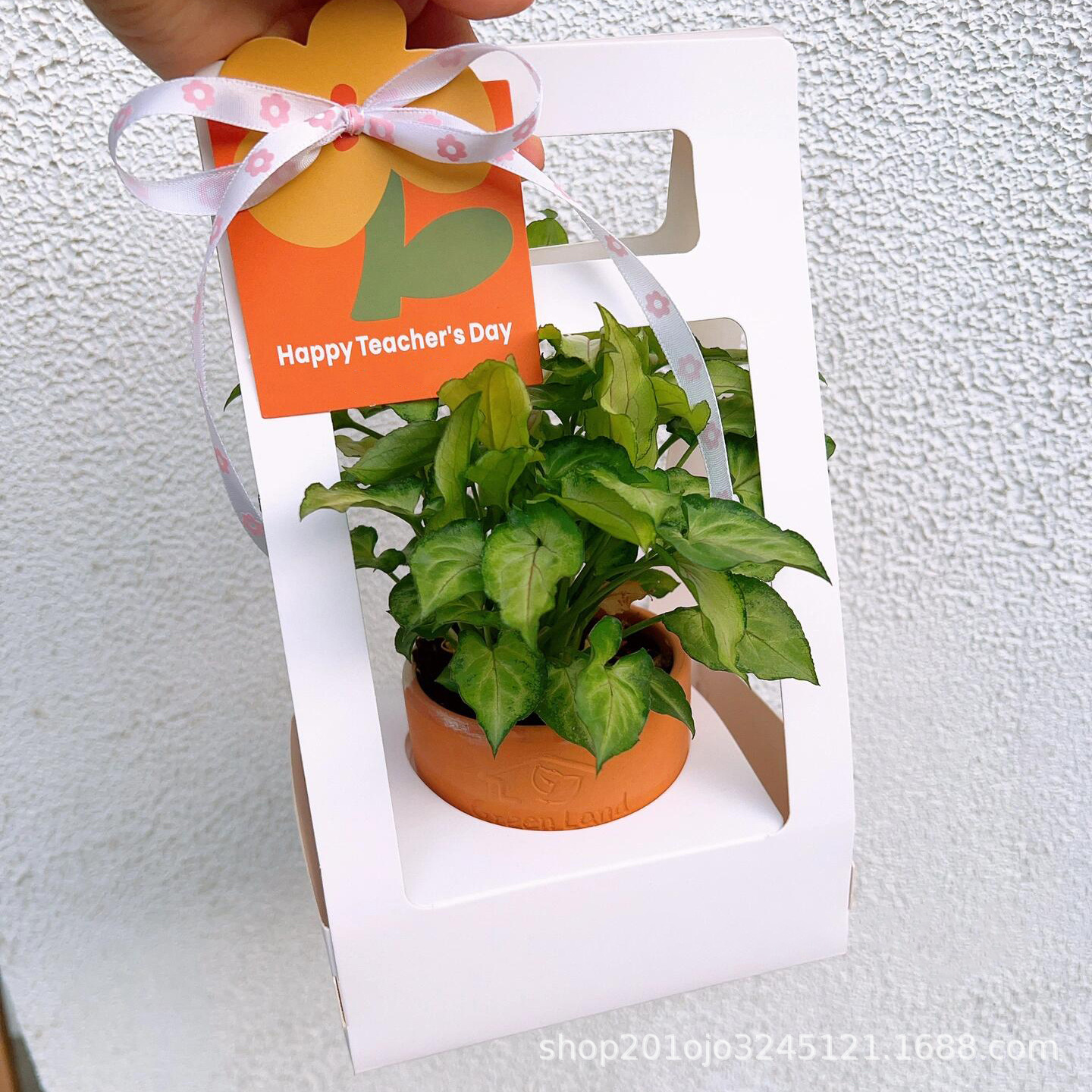 盆栽大号 (4).jpeg