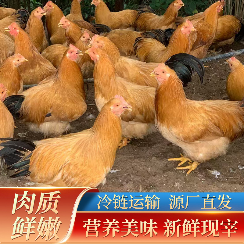 新鲜现杀土鸡农家散养广西走地黄皮阉鸡酒店餐厅食材冷链运输批发