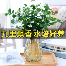 九里香盆栽浓香水培植物四季好养七里香树苗室内好养花卉驱蚊绿植