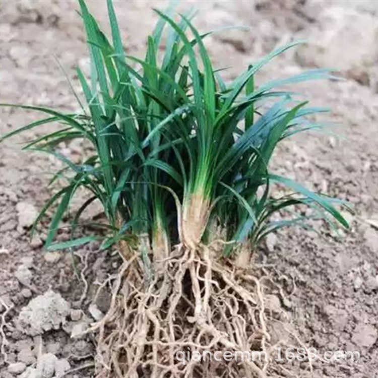 Карлик Ophiopogon и Yulongcao сообщество двор вилла проект озеленение грунтовое растение Карлик Ophiopogon и Пномпень