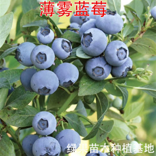 ���F�{ݮ�����ϸ߅��{ݮ�����Ե��Թ�������˹���{ݮ�箔��Y��