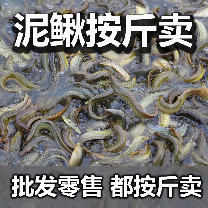 泥鳅鲜活养殖食用新鲜大泥鳅淡水鱼按斤鱼筏钓鱼台湾小泥鳅苗活体