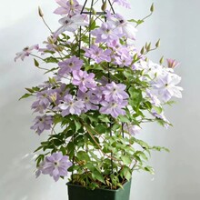 铁线莲爬藤植物庭院耐寒花卉约瑟芬阳台四季攀援盆爬墙开花1加仑