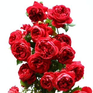S18 Medium to Large Seedlings of the Rose Kingdom Angel Vine Climbing Wall Courtyard Climbing Vine Multi-Season Abundant Blooming Fragrant Large Flower Seedlings