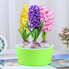 Base wholesale Fengxinzi Pymalisia Four Seasons Cold Revitalized Flower Potted Plant Hydroponic Plant Set indoor and outdoor desktop