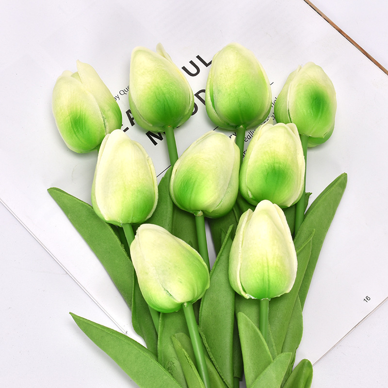 Light green tulip