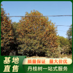 基地直售地径28公分桂花树浦城丹桂红花公园小区桂花树装车批发