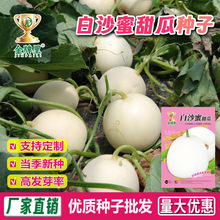 真甜白沙蜜甜瓜种子 农田菜地农户种植早熟高糖香甜白瓤甜瓜籽