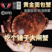 面包蟹鮮活海鮮水產黃金蟹帝王蟹大海蟹螃蟹1/2只裝一件代發