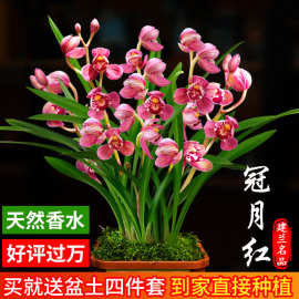 兰花苗盆栽四季兰冠月红新手好养现带花苞出售荷瓣浓香花卉绿植