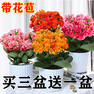 Kalanchoe Potted Double-Petaled Golden Fox Large Flower with Buds and Seedlings, a Flower Plant That Blooms Indoors in All Seasons and Is Easy to Grow