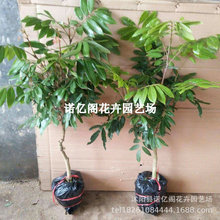 正宗广西龙眼苗树特大石硖储良双季四季大乌圆桂圆果树苗带土带叶