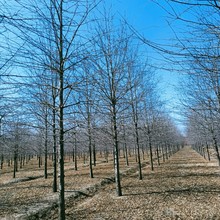 ���Ի��ع��� �����t���侰�^�G���������t�����̘������� ������