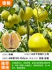 [Villa seedlings] Fragrant cinnamon pomelo (six-year-old seedlings 120-150cm) +111cm (inclusive)-140cm (inclusive)