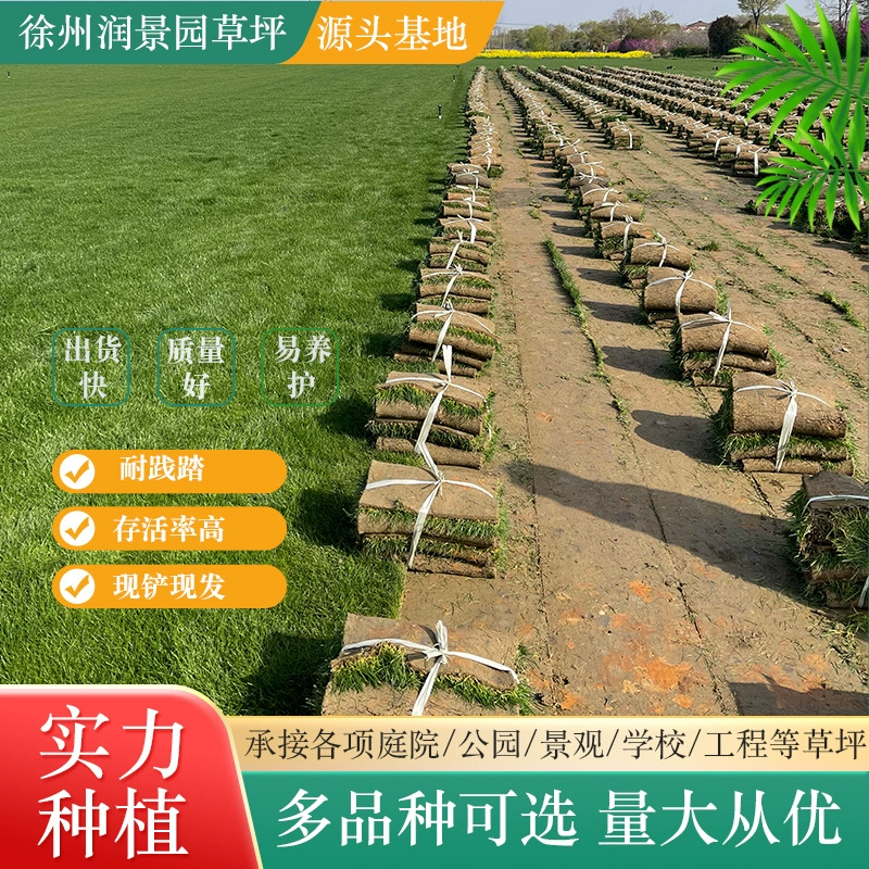С почвы газон реальный газон рай трава четыре сезона зеленый Кемпинг базы газон ПЭТ парк зеленый живой газон