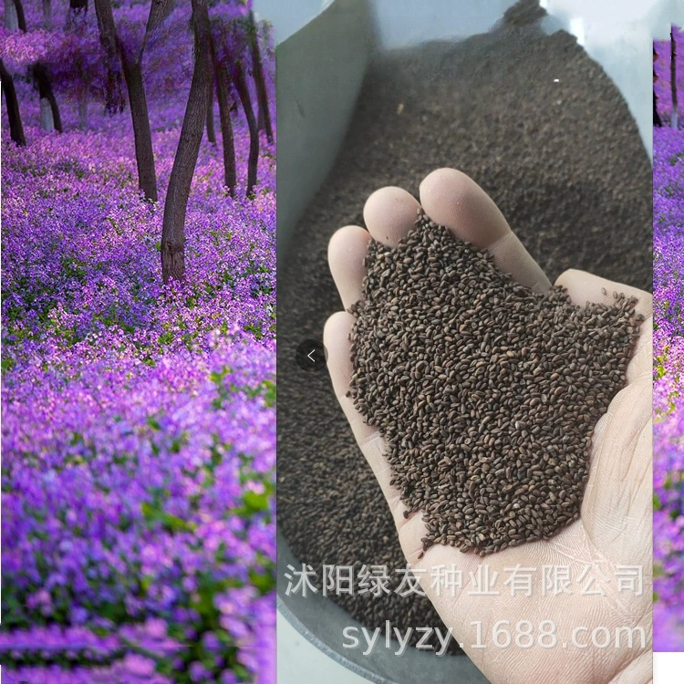 Производитель оптом продает 180 видов многолетних травяных растений с цветущими стеблями, включая семена двухмесячных орхидей и семена китайской капусты, которые легко высаживать в любое время года.