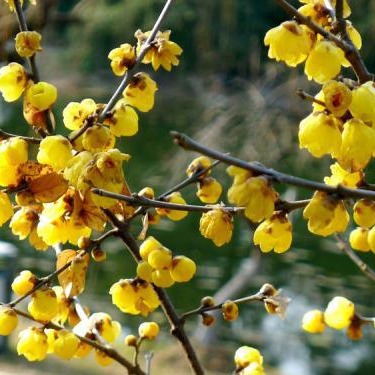 腊梅花树苗盆景盆栽梅花室内阳台耐寒老桩浓香型花卉植物腊梅苗