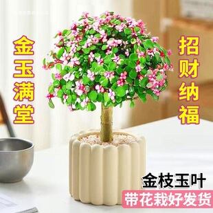 �B���֦���~�����Ϙ����Ԏ��莧���҃��̨�k��������Gֲ���ܰ�