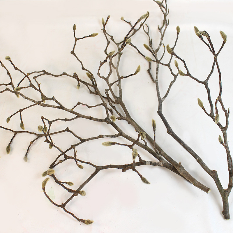 【Magnolia Branch】Real Flower Dried Flower Begonia Branch Twig Model Room Decoration Material Dried Branch Flower Arrangement Material