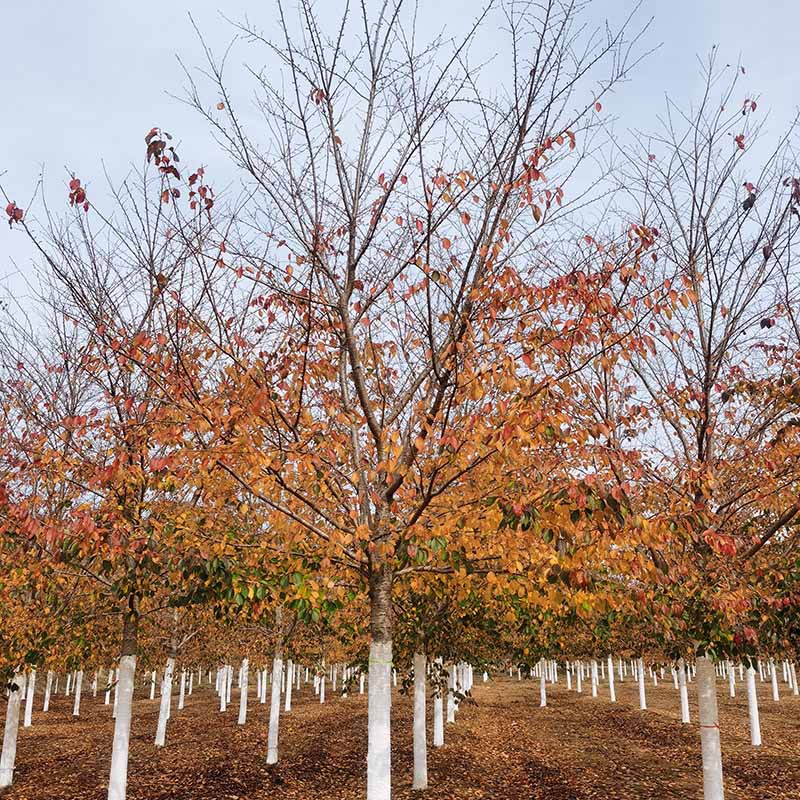 IMG_20221114_113553 副本.jpg