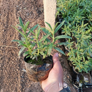 ���l �����~�� ���������~�� С���� �ɻ��ʸ� �ر�ˮ��ֲ��