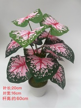 ���R�d�Gֲ��ˮ�ۼt�ľG�_�z�~�Ҿ��b����Ԉ@�־��^���l���滨