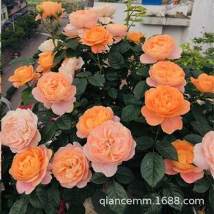 ��֭�̨�¼����д������Ի���ֲ���ļ��_���Gֲõ�廨С�����l