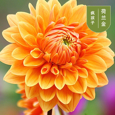 花のダリアの花はボールを植えます。|undefined