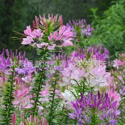 Пьяный цветок бабочки семена кукурузы семена цветов Gesang легко жить четыре сезона цветущие семена Открытый подсолнечника цветочный двор