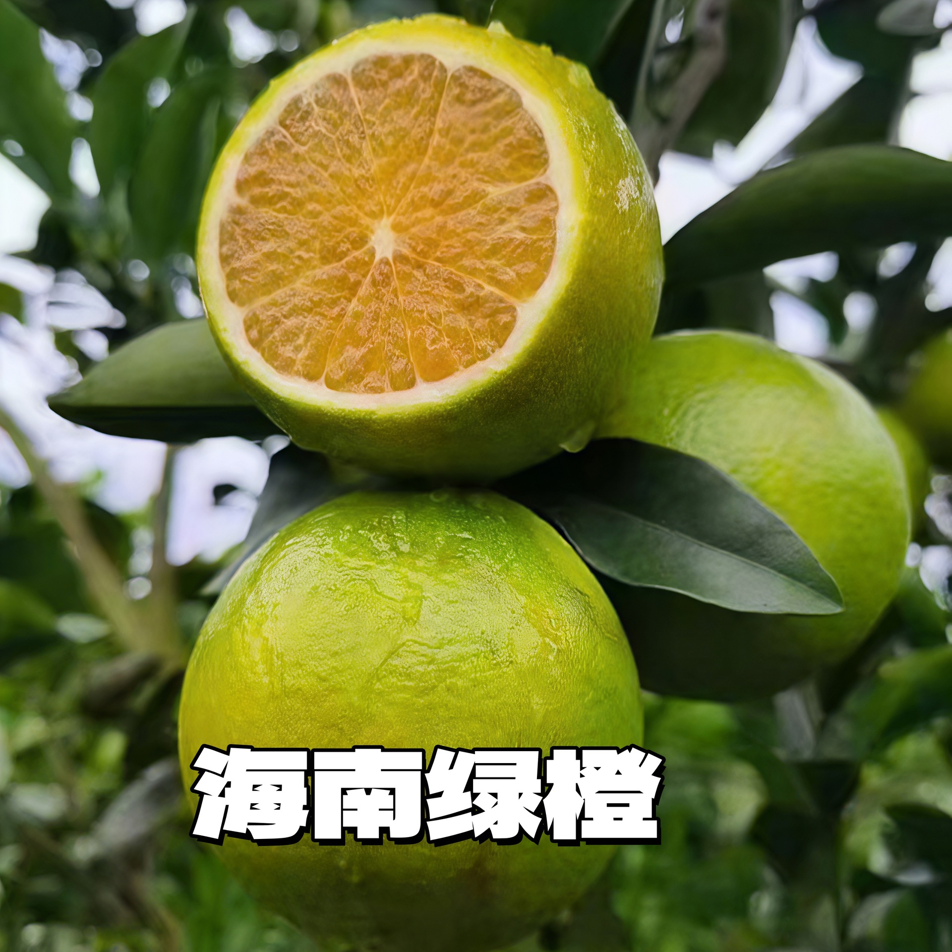 现摘海南琼中绿橙新鲜4.5斤特产水果现摘当季手剥橙子整箱礼盒装