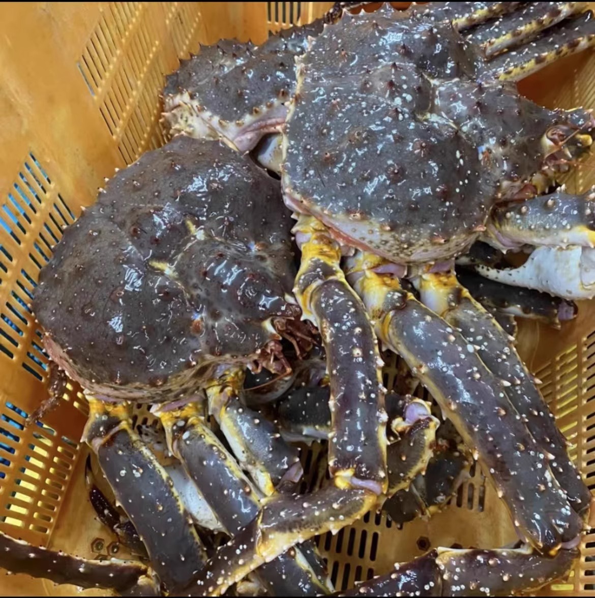 生冻俄罗斯帝王蟹鲜活鲜冻长脚蟹大螃蟹特大阿拉斯加帝皇蟹3-15斤