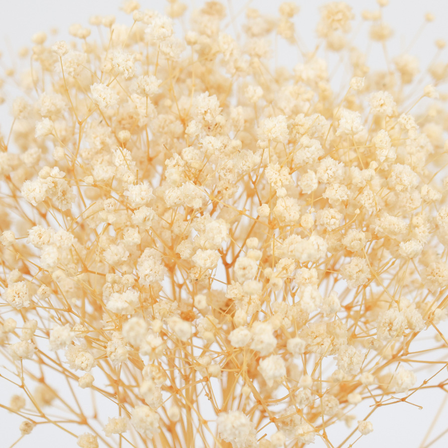 노란줄기와 흰색 아기숨결 100개