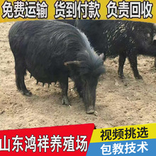 活物藏香猪多少钱只 山东厂家低价直销优质藏香猪活猪 包运输