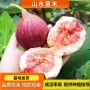 地栽种植盆栽庭院无花果苗