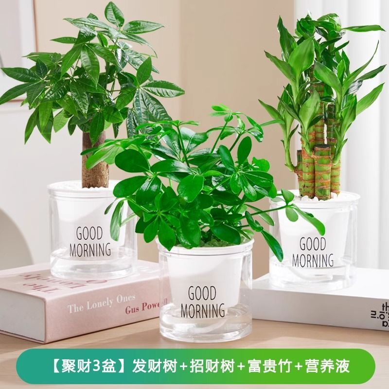 [부를 모으는 3개의 화분] 돈나무/행운나무/부죽