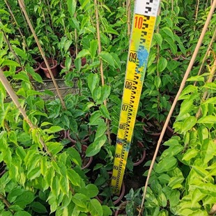 Firecracker Flower Climbing Vine Green Plant Various Specifications Climbing Potted Plant Zhongshan Base Wholesale