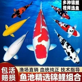 圣诞装饰品;盆栽;栽培基质