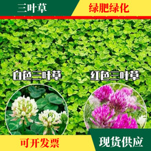 三叶草种籽四季红白三叶草种子粉色幸运草盆栽植物果园绿肥种籽子