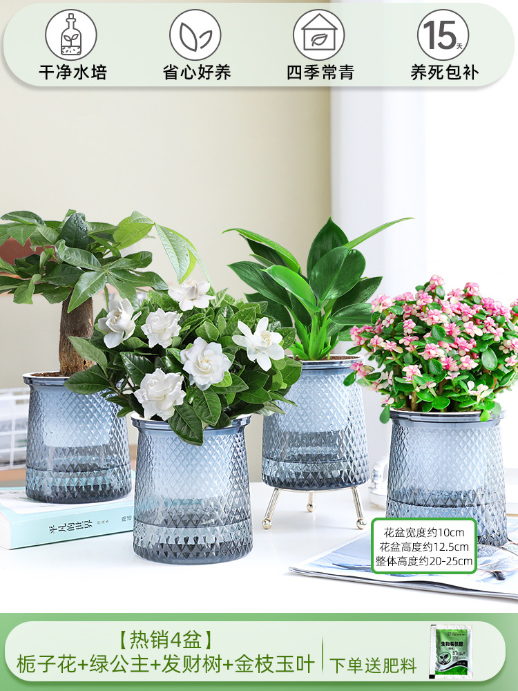 [베스트셀러 4화분] 치자나무 + 그린 프린세스 + 머니 트리 + 황금가지와 옥잎