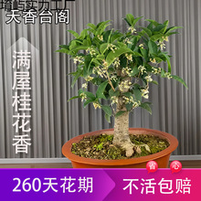 ����̨�w����𻨘�С�����ļ������S�������;Gֲ��������ֲ��