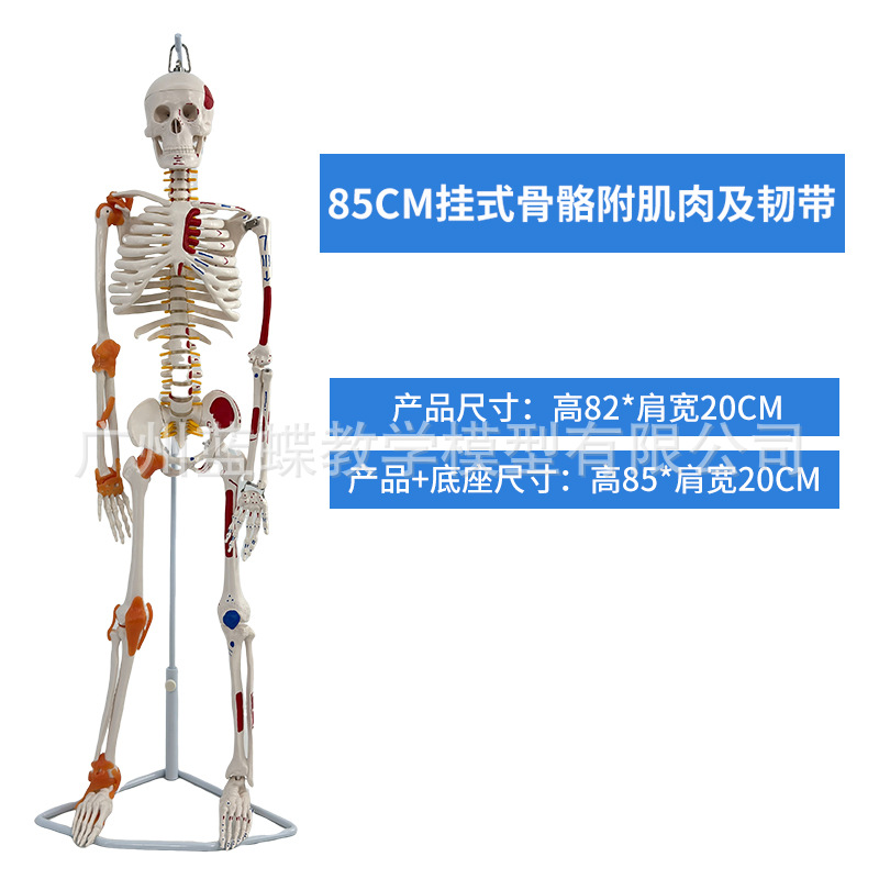 85cm�������ģ��170cmȫ�����˹Ǽ�����ģ��С���ý�ѧ��׵ģ��