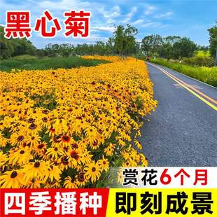 ���շN�Ӻ��۾�̫ꖻ��N���չ�ղݷN���ļ��_�����⻨��